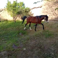 اسب|اسب و تجهیزات اسب‌سواری|تویسرکان, |دیوار
