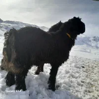 اصل بره قوچی نژاد اصیل بختیاری