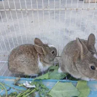 بچه خرگوش|موش و خرگوش|برازجان, |دیوار