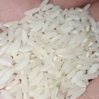 برنج طارم فقط۱۹۸تومان|خوردنی و آشامیدنی|تبریز, |دیوار
