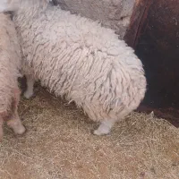 بره و کهره نر.راور