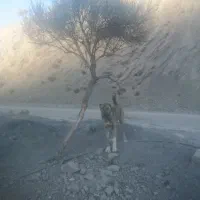 توله‌ها سرابی افغان|سگ|کرمان, |دیوار