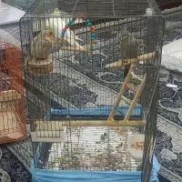 2 تا قفس پرنده  بدون پرنده 600