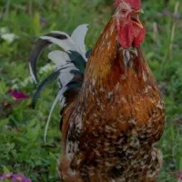 خروس  ۹۰۰ تومان