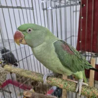 شاه طوطی ماده مولد اماده جفت