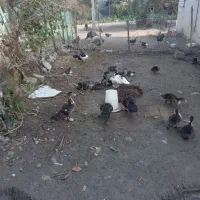 فروش تخم مرغ وتخم اردک اسرائیلی وجوجه اسرائیلی|حیوانات مزرعه|کومله, |دیوار