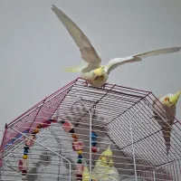 عروس هلندی