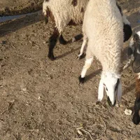 گوسفند کاور خشک جفت