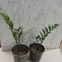 زامفولیا ۱۰۰|گل و گیاه طبیعی|سمنان, |دیوار