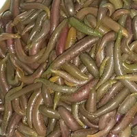 زالوی طبی  تبریز زالو|خدمات آرایشگری و زیبایی|تبریز, |دیوار