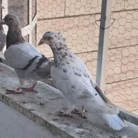 کفتر سار خطی کاکلی عطیقه