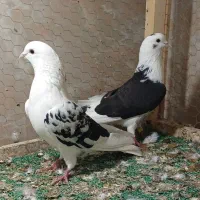 کبوتر پرشی|پرنده|پارسآباد, |دیوار