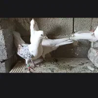 کله کبوتر|پرنده|چگنی, |دیوار