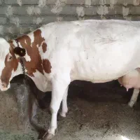 گاوشیر ده با تلیسه جوان ..