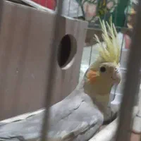 عروس هلندی.