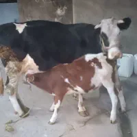 گاو گوساله ماده|حیوانات مزرعه|الیگودرز, |دیوار