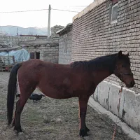 مادیان|اسب و تجهیزات اسب‌سواری|سیلوانه, |دیوار