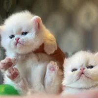 بچه گربه پا کوتاه اپارتمانی|گربه|تهران, جنت‌آباد مرکزی|دیوار