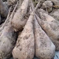 چغندر قند|عمدهفروشی|قره ضیاالدین, |دیوار