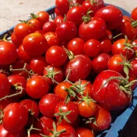 گوجه آلوچهای