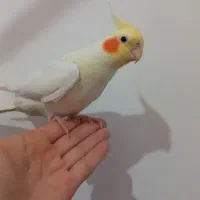 عروس هلندی زیبا|پرنده|محمدشهر, کوی بهار|دیوار