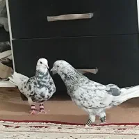 سرور آس عروسک