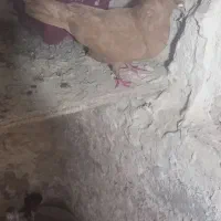 سلام فروش یه جفت ساری طوقی نروماده بفروش میرسد|پرنده|اردبیل, |دیوار
