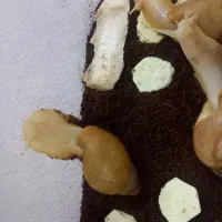 حلزون و خاویار حلزون