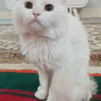 گربه پرشین نر