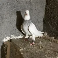 کفتر طوقی الماسی هفترنگ ماده|پرنده|مشهد, طلاب|دیوار