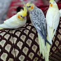 عروس هلندی|پرنده|کرج, گلشهر|دیوار