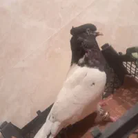 کبوتر مست مست به شرط دوری