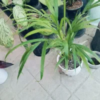 بنسای جنسینگ و....