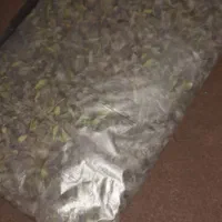 پونه همدان