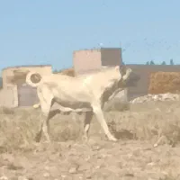 ماده۱۳ ماهه