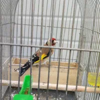 سهره نر|پرنده|خرم‌آباد, |دیوار