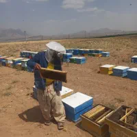 عسل گون انگبین وکنار وچند گیاه وقاب عسل