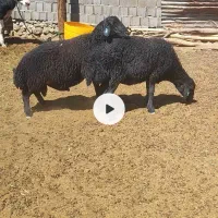 قوچ هترو جهت اصلاح نژاد و چند قلو زایی