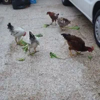 فروش چند عدد خروس