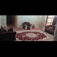 اجاره  سوئیت روزانه، هفتگی