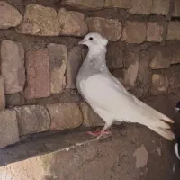 کفتر پرشی|پرنده|سبزوار, رباط|دیوار
