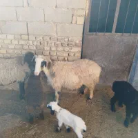 ۱۰راس میش زاییده|حیوانات مزرعه|مهریز, |دیوار