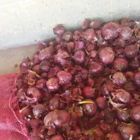 پیاز قرمز|خدمات باغبانی و درختکاری|نقده, |دیوار