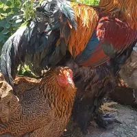فروش جوجه برهما و کوشین و امپراطور
