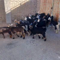 کهره میش بره بز  ...خرامه کربال
