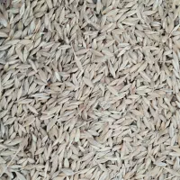 جو محلی بذری