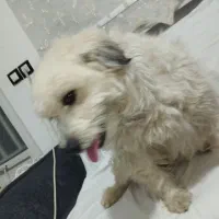 سگ شیتزو|سگ|قزوین, |دیوار