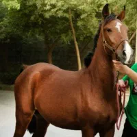 اسب دره شور