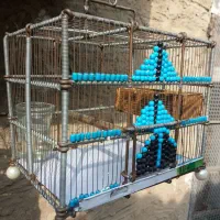 قفس دکور دستبافت سهره|لوازم جانبی حیوانات|شهریار, شهرک امیریه|دیوار