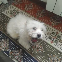 واگذاری شیتزو